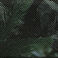 Forest Camo